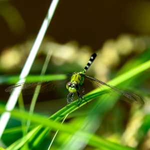 Dragonfly 23