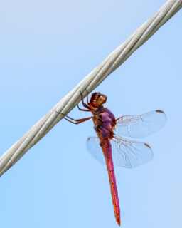 Dragonflie 24