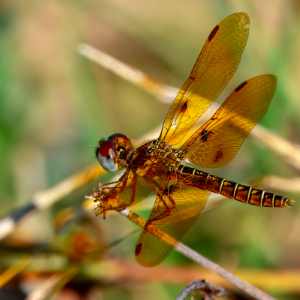 Dragonflies 25