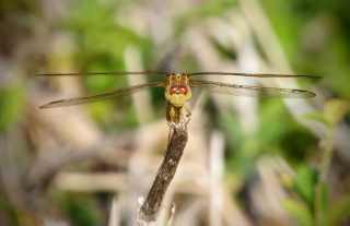 dragonfly4