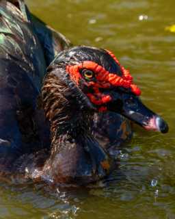 Ducks 6