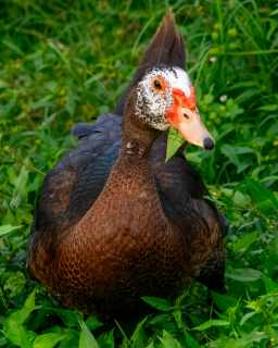Ducks 7