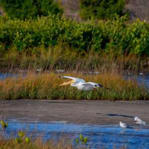 Photo Club - Robinson Preserve 2
